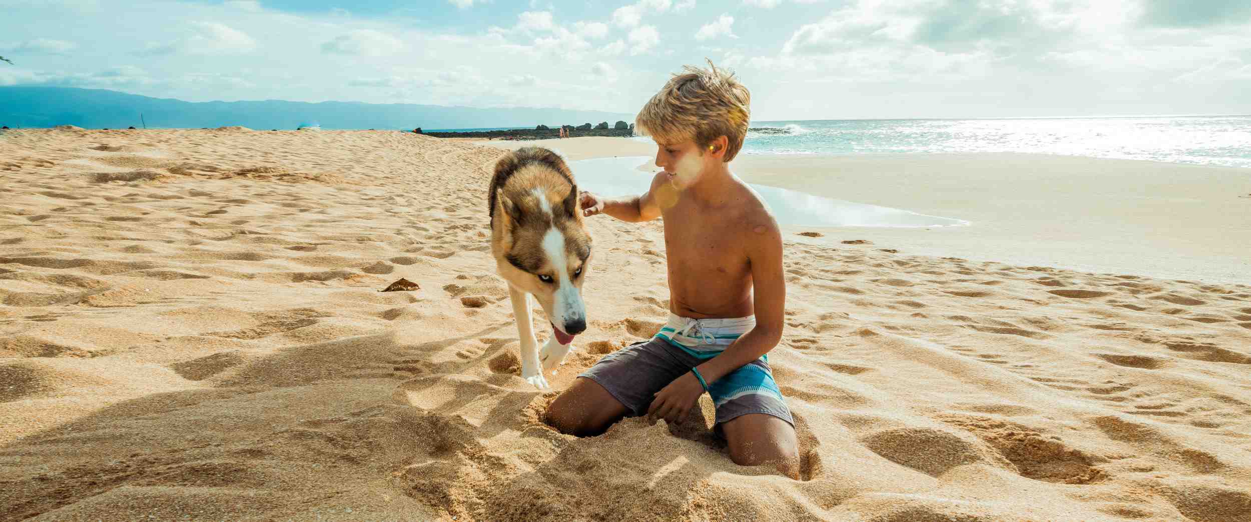 I Cani Possono Andare In Spiaggia Vivafm